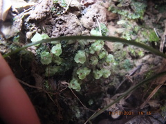 Asterella tenella