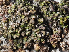 Frullania catalinae