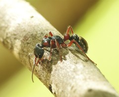 Myrmecia chrysogaster