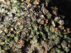 Frullania catalinae