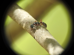Myrmecia chrysogaster
