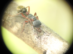 Myrmecia chrysogaster