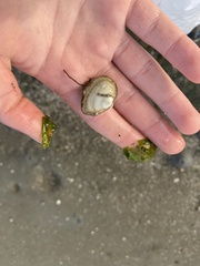 Cryptomya californica