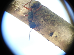 Myrmecia chrysogaster
