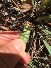 Iris fernaldii