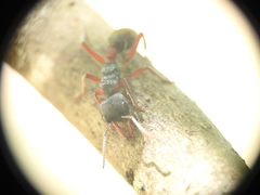 Myrmecia chrysogaster