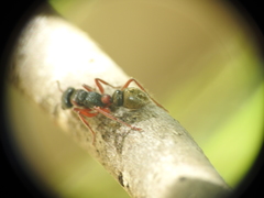 Myrmecia chrysogaster