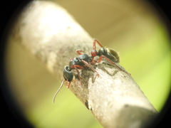 Myrmecia chrysogaster