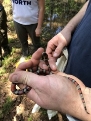 Lampropeltis gentilis