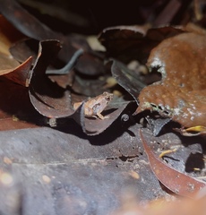 Microhyla nepenthicola