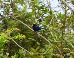 Iridosornis rufivertex