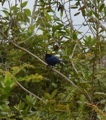 Iridosornis rufivertex