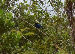 Iridosornis rufivertex