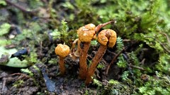 Pleurocordyceps