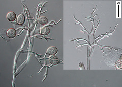 Peronospora alta