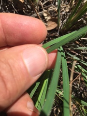 Iris fernaldii