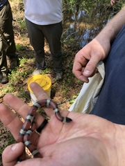 Lampropeltis gentilis