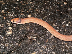Pygopus nigriceps