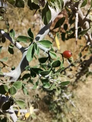 Condalia correllii