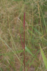 Urochloa platyphylla