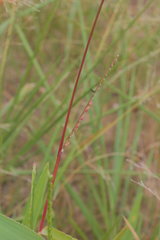 Urochloa platyphylla