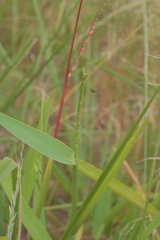 Urochloa platyphylla