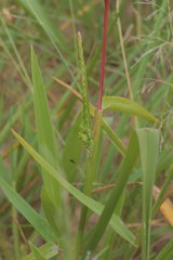 Urochloa platyphylla