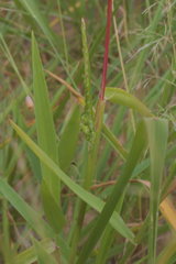 Urochloa platyphylla