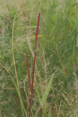 Urochloa platyphylla