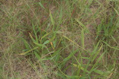 Urochloa platyphylla