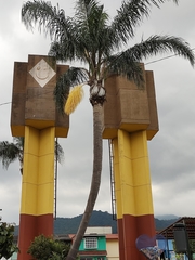 Syagrus romanzoffiana