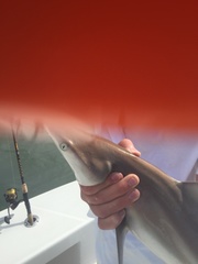 Carcharhinus limbatus