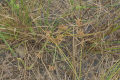 Cyperus acuminatus