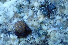 Pseudogarypus