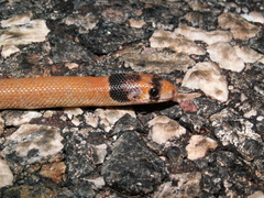 Pygopus nigriceps