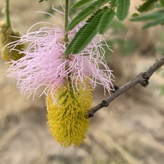 Dichrostachys cinerea image