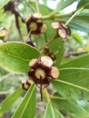Psidium myrsinites