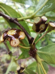 Psidium myrsinites