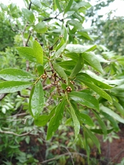 Psidium myrsinites