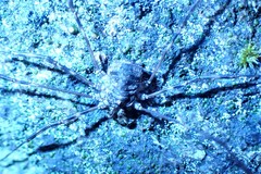 Leptobunus