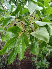 Psidium myrsinites