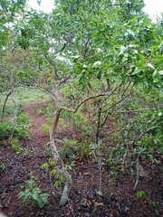 Psidium myrsinites