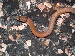 Pygopus nigriceps