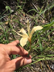 Iris fernaldii