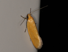 Telocharacta hemicroca