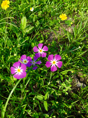 Phlox roemeriana