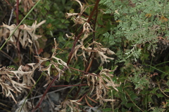 Delphinium laxiflorum
