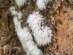 Pterulicium