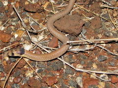 Pygopus nigriceps