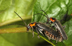 Cyrtomoptera divisa